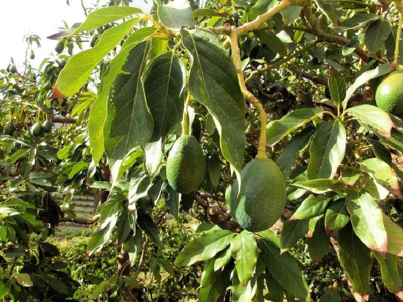 Cultivo aguacate foto Ifapa