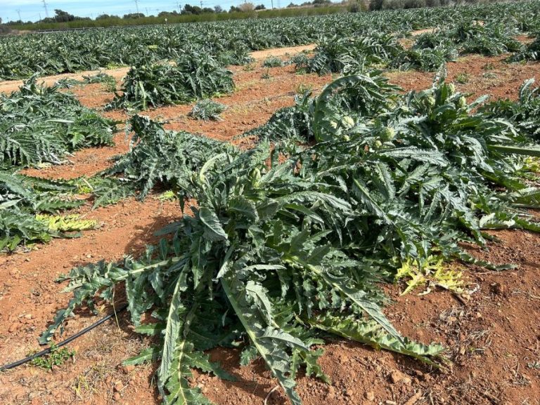 El viento provoca en Castellón daños de hasta el 25% de la cosecha por rameado y caída de frutos