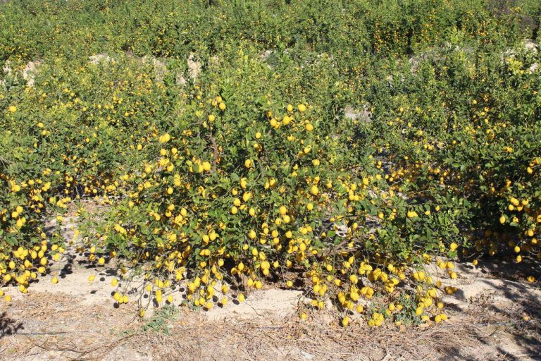 Limones sin recolectar comarca Vega Baja