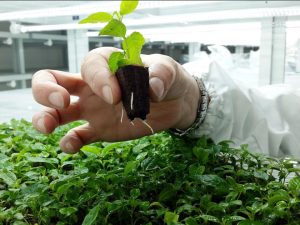 Micropropagation