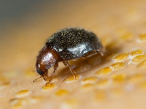 NO COGER es de koppert Rhyzobius_lophanthae