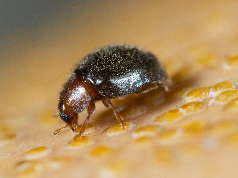 NO COGER es de koppert Rhyzobius_lophanthae