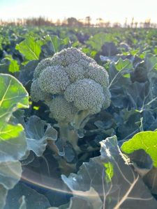 Seminis brocoli andersia
