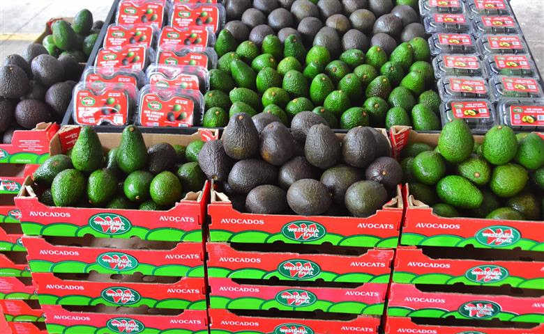 Avocado