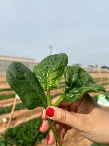 basf nunhems espinaca