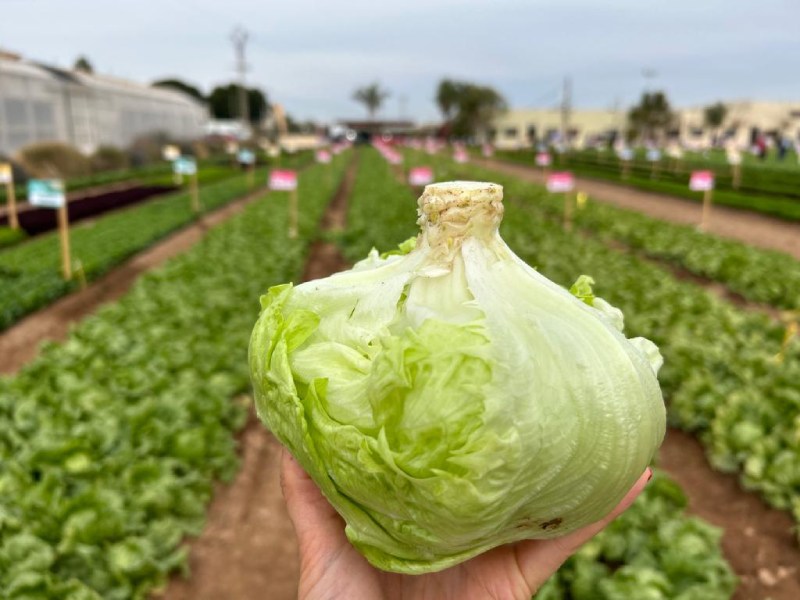 basf nunhems lechuga iceberg elongated neck
