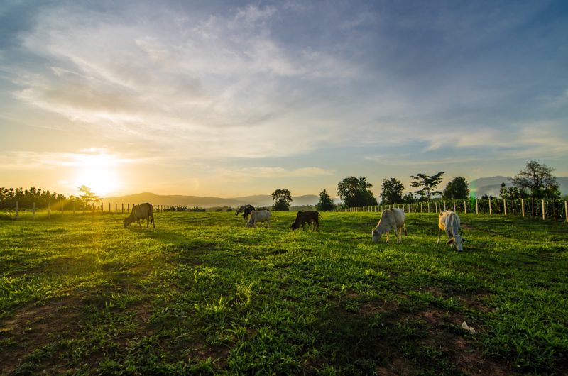 farm background
