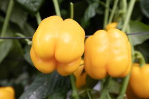 1.- Gasol presenta un fruto de calidad con un color amarillo limón