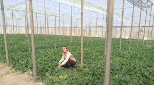 Cultivo de sandía