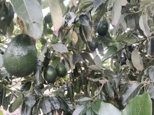 Aguacate valenciano