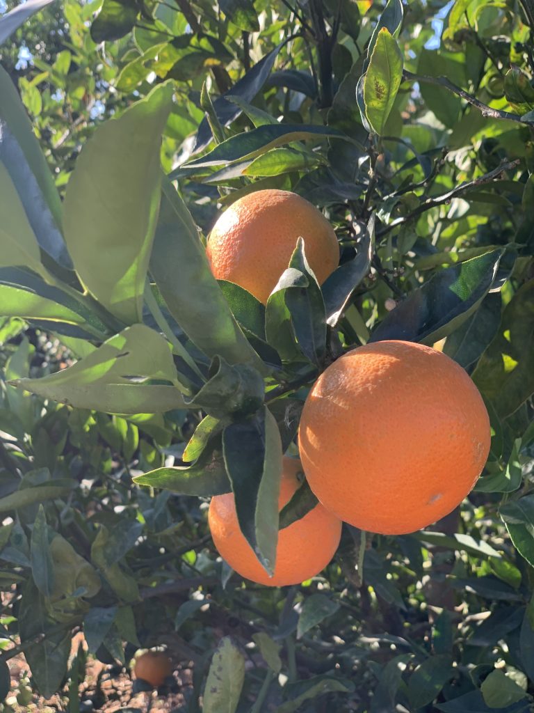 Leanri-mandarina
