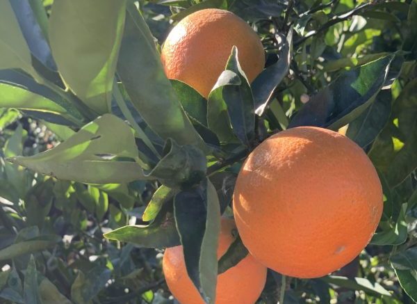 Leanri-mandarina