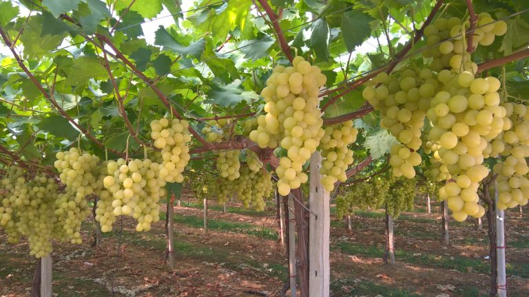 Table_grape