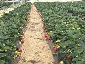 Variedad Victory_2