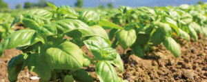 ALBAHACA