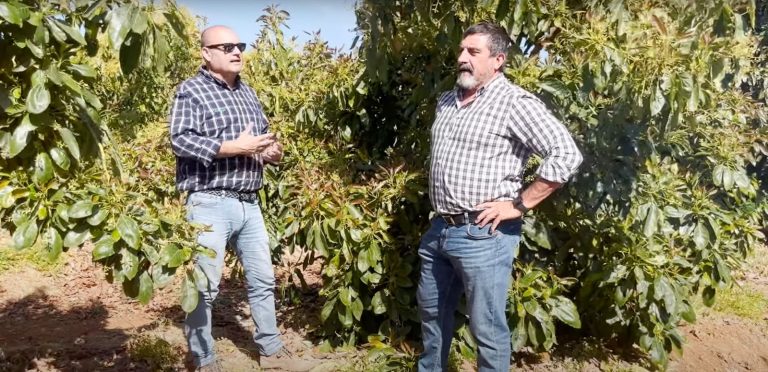 Ángel Ruiz Serna, gerente de Ecoculture, y Néstor Coltell, Country Manager, en cultivo de aguacate