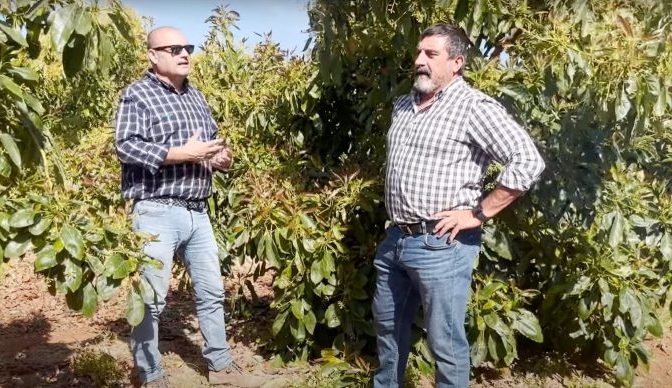 Ángel Ruiz Serna, gerente de Ecoculture, y Néstor Coltell, Country Manager, en cultivo de aguacate