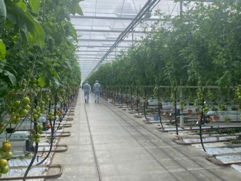 BASF Nunhems inaugura el Centro de Experiencia del Tomate en los Países Bajos