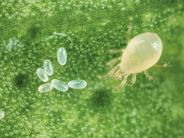 BIOLINE_Huevos y andersoni_ Predafix