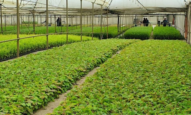 Plant Nursery Area 2