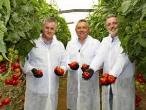 Yuksel seeds tomate Tobías