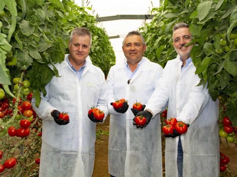 Yuksel seeds tomate Tobías