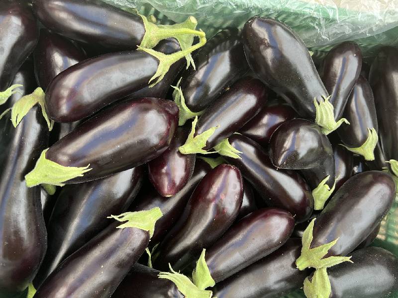 berenjena larga negra foto hortyfruta