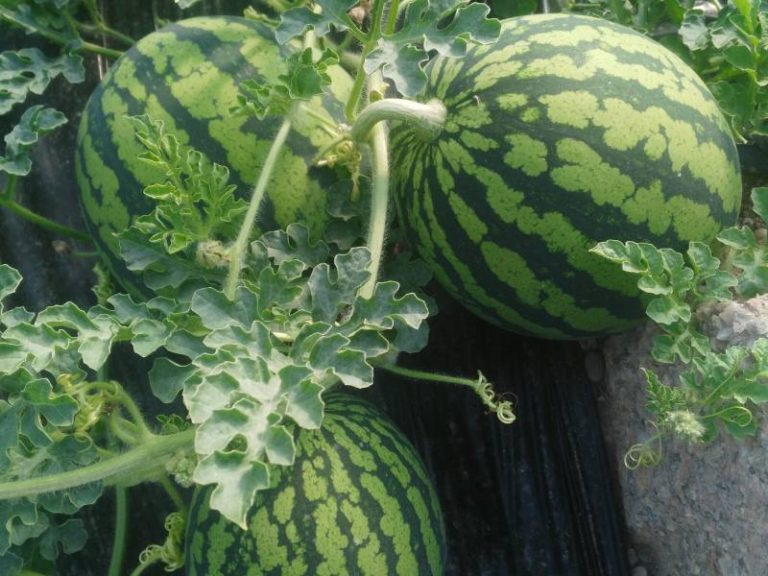 sandía asaja almería