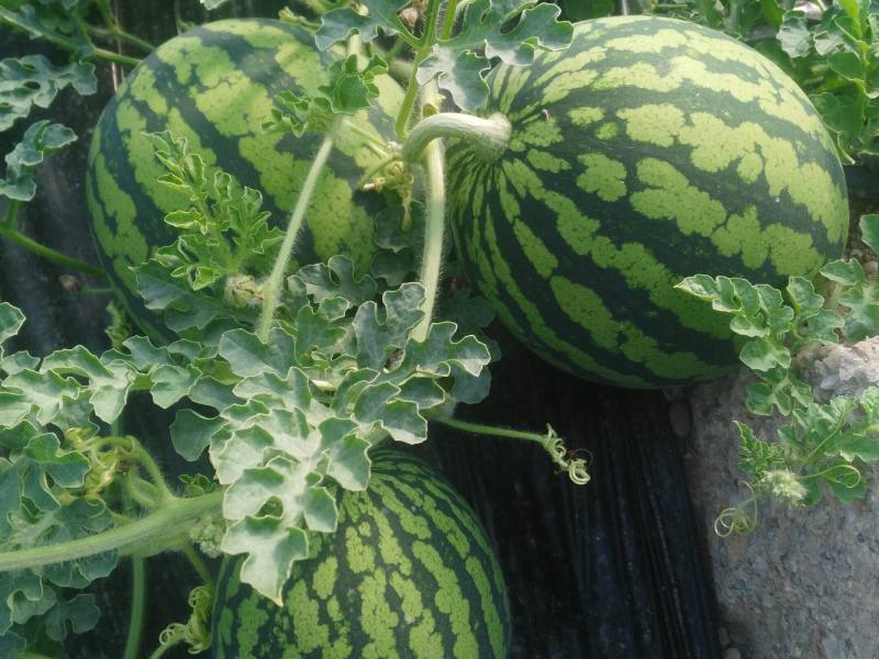 sandía asaja almería