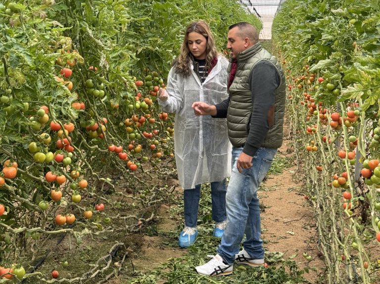 240514 Ensayo en tomate