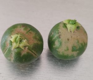 Cítricos Trips