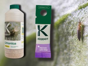 KOPPERT Las dos novedades comerciales para el control biológico de Parvispinus