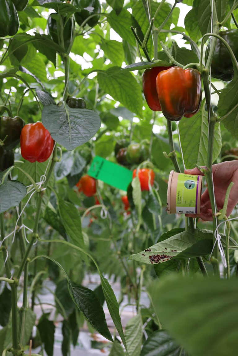 pepper-vespiformis-system-bug-scan-green-001