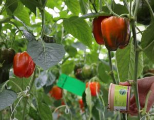 pepper-vespiformis-system-bug-scan-green-001