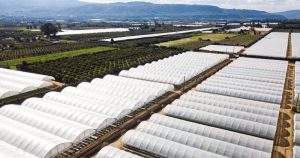 Agrofilm Lirsa_Arrigoni 1