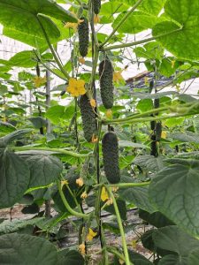 Bejo pepino Akasya