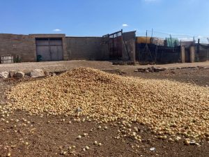 Cebolla per a alimentació ramat