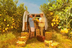 Limonar de Santomera, premiada por su campaña 'El pueblo que sonríe al limón' (2)