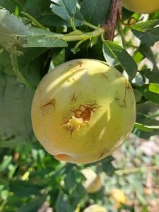 Melocotón dañado por el granizo tras tormenta del pasado miércoles en el municipio de Cieza