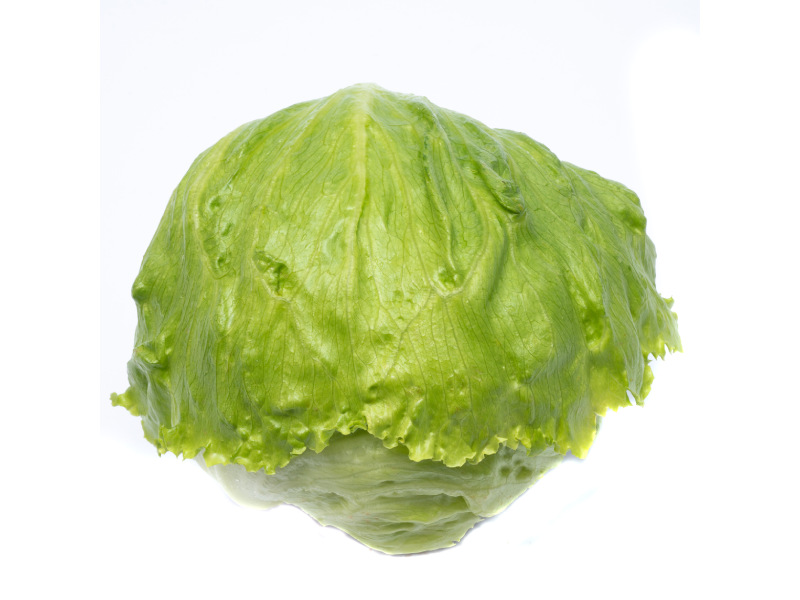 BASF NUNHEMS Lechuga iceberg NUN 01331