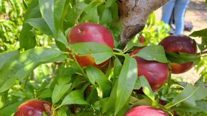 dañor tormenta en lleida