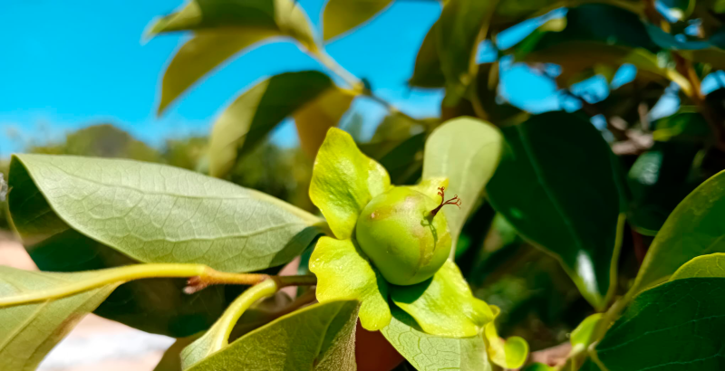 Dany en caqui nou trips