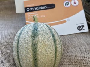ENZA ZADEN Melon&Pumpkin House Fair