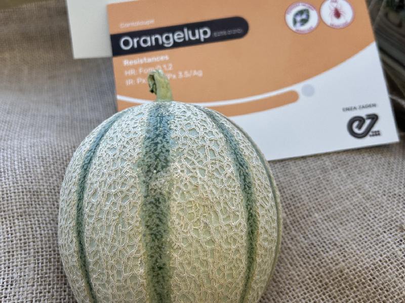 ENZA ZADEN Melon&Pumpkin House Fair