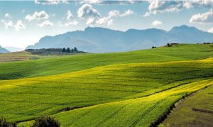 alimentacion saludable