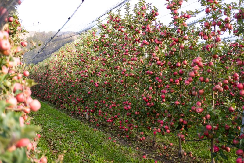 Pink Lady ©ArminHuber_HQ-2941