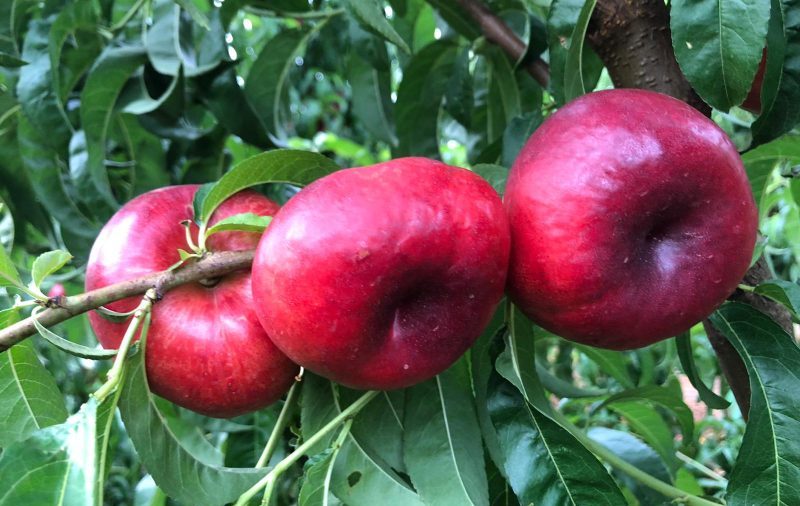 Platerina PSB Producción Vegetal