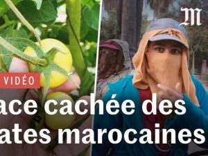 Reportaje Le Monde tomate Marruecos