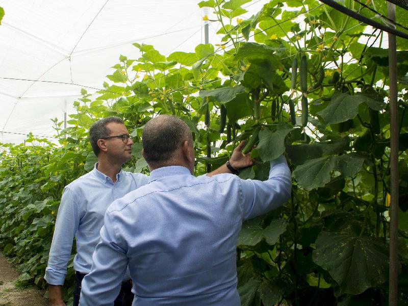 saymon&reymon pepinos yuksel seeds