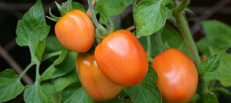 tomatoes-1581204-1920-720x320@2x